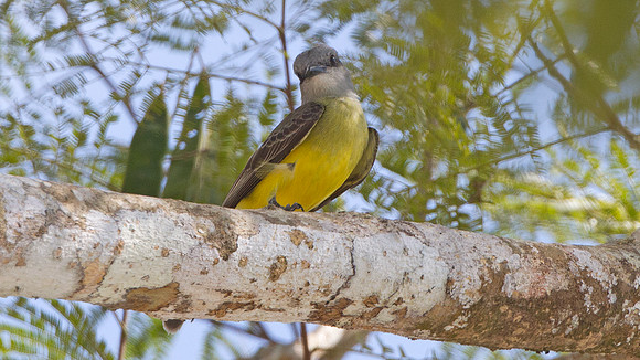 Tropical Kingbird (Tyrannus melancholicus)