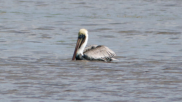 Brown Pelican (Pelecanus occidentalis)