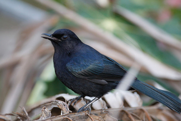 Black Catbird (Melanoptila glabrirostris)