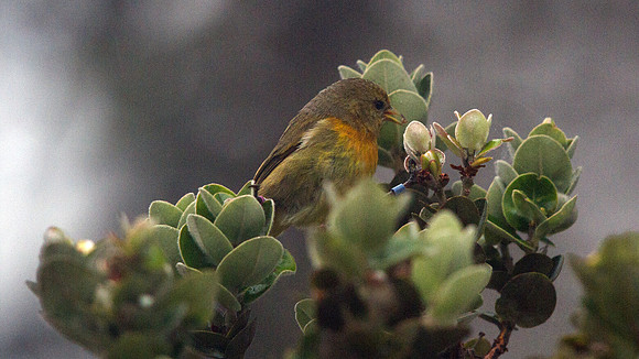 ʻAkepa (Loxops coccineus) Female