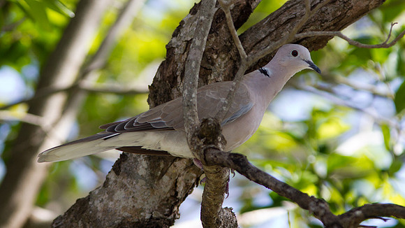 Eurasian Collared Dove (Streptopelia decaocto)