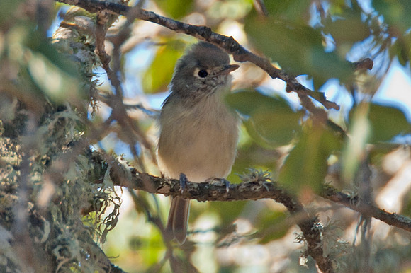 Hutton's Vireo (Vireo huttoni)