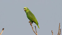 Yellow-crowned Parrot (Amazona ochrocephala)