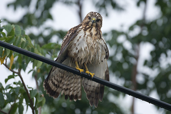 Broad-winged Hawk (Buteo platypterus) juvenile