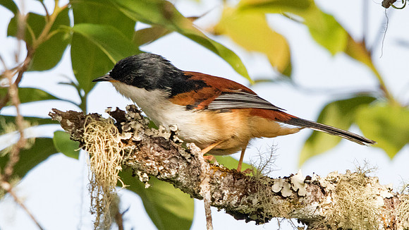Rufous-backed sibia (Heterophasia annectens)