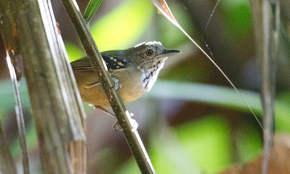 Checker-throated Antwren (Epinecrophylla fulviventris) Male