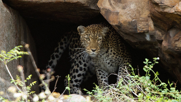 African Leopard (Panthera pardus pardus)