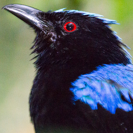 Asian Fairy-bluebird (Irena puella) male captive