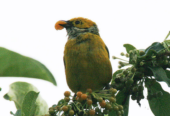 Silver-throated Tanager (Tangara icterocephala)
