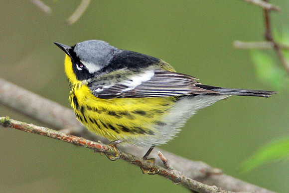 Magnolia Warbler (Dendroica magnolia)