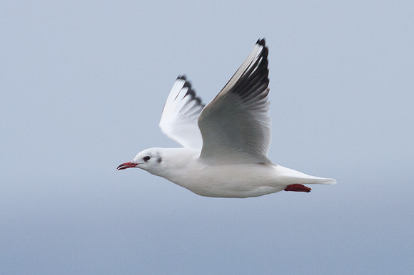 Black-headed Gull (Larus Ridibundus)