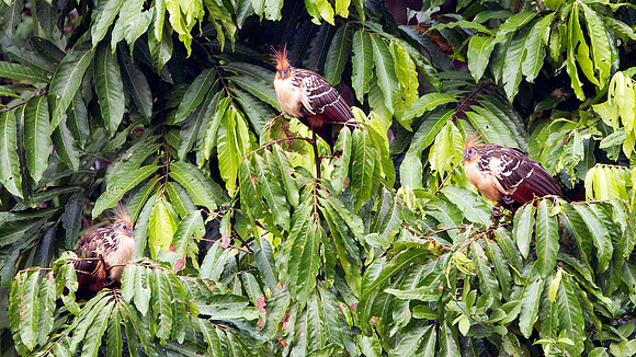 Hoatzin (Opisthocomus hoazin)