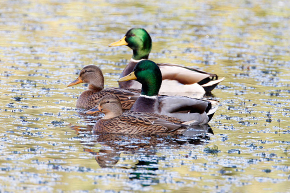 Mallard (Anas platyrhynchos)