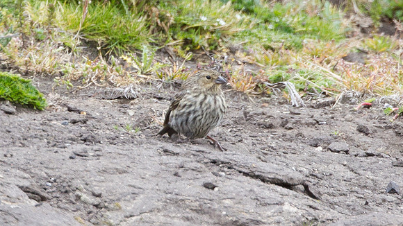Plumbeous Sierra-finch (Phrygilus unicolor) female