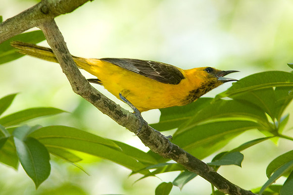 Hooded Oriole (Icterus cucullatus) juvenile male