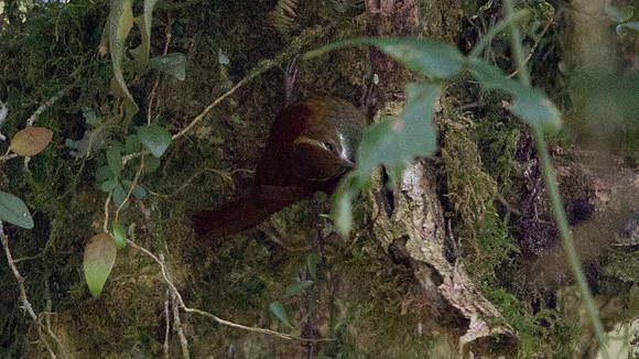 Ruddy Treerunner (Margarornis rubiginosus) ?