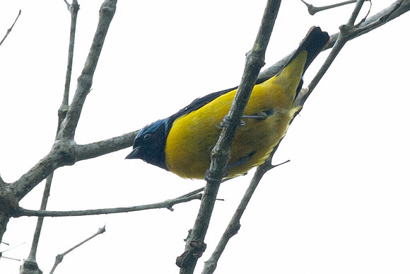 Golden-rumped Euphonia (Euphonia cyanocephala)