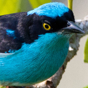 Black-faced Dacnis (Dacnis lineata)