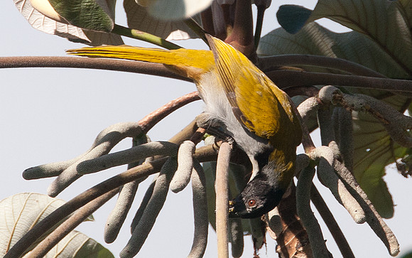 Black-headed Saltator (Saltator atriceps)