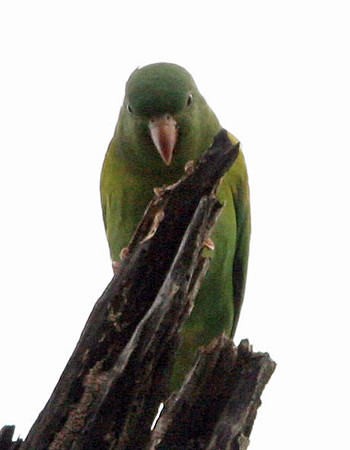 Orange-chinned Parakeet (Brotogeris jugularis) also known as Tovi Parakeet