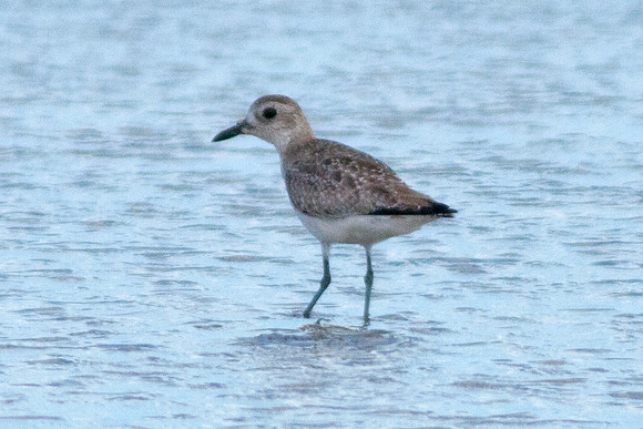 American Golden Plover (Pluvialis dominica)