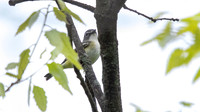3Q2A0569 copy Blue-headed Vireo