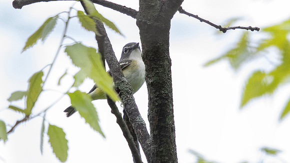 3Q2A0569 copy Blue-headed Vireo