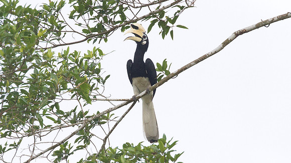 Oriental Pied Hornbill (Anthracoceros albirostris)