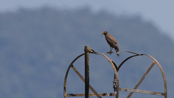 Roadside Hawk (Buteo magnirostris)
