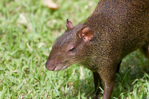 Central American agouti (Dasyprocta punctata)