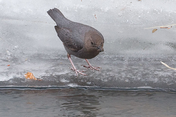American Dipper (Cinclus mexicanus)