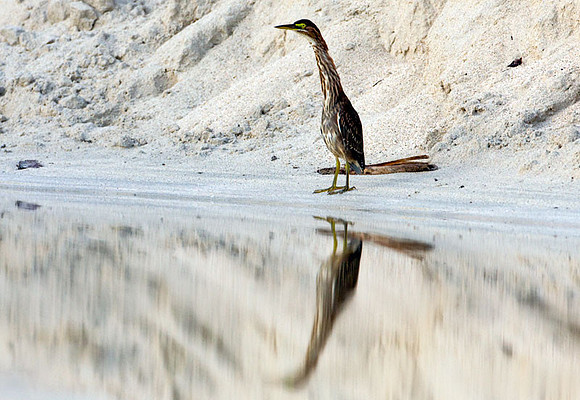 Green Heron (Butorides virescens)