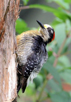 Black-cheeked Woodpecker (Melanerpes pucherani) male