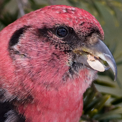 Two-barred Crossbill (Loxia leucoptera) also known as White-winged Crossbill