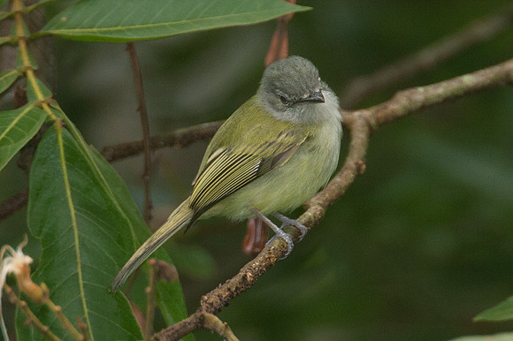 Slaty-headed Tody-Flycatcher (Poecilotriccus sylvia)