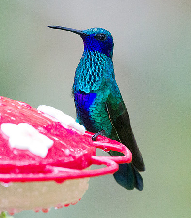 Sparkling Violetear (Colibri coruscans)
