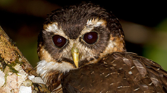 Band-bellied Owl (Pulsatrix melanota)
