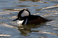 Hooded Merganser (Lophodytes cucullatus)