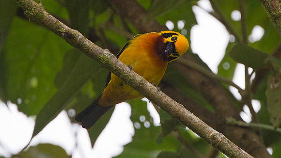 Golden Tanager (Tangara arthu)