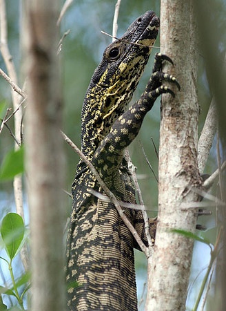 Lace Monitor (Varanus varius)