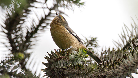 Cinereous Conebill (Conirostrum cinereum)