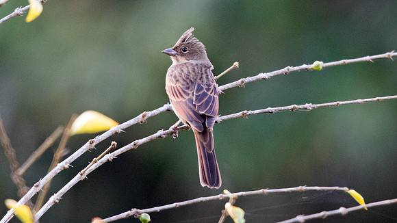 Crested bunting (Melophus lathami) Female