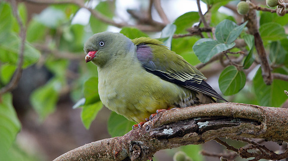 African Green Pigeon (Treron calvus)