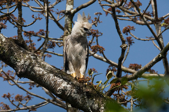 Harpy Eagle (Harpia harpyja) juvenile