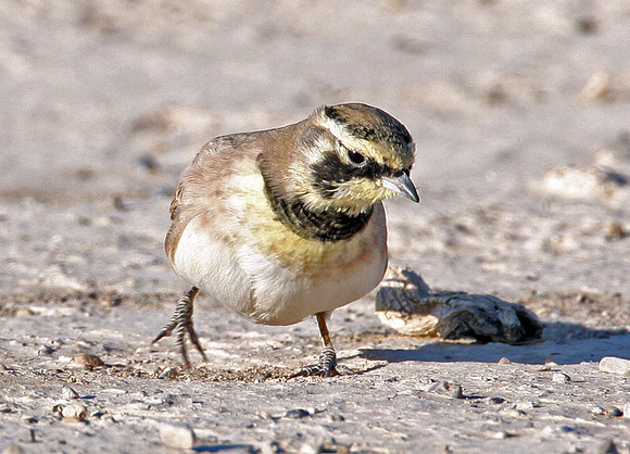 Horned Lark (Eremophila alpestris) also known as Shore Lark