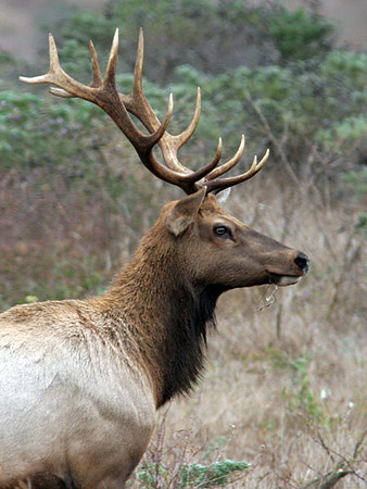 Tule Elk (Cervus elaphus nannodes)