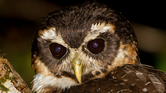 Band-bellied Owl (Pulsatrix melanota)