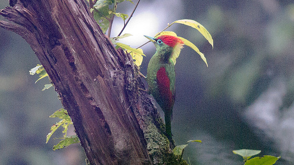 Crimson-winged woodpecker (Picus puniceus)