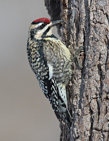 Yellow-bellied sapsucker (Sphyrapicus varius) Female