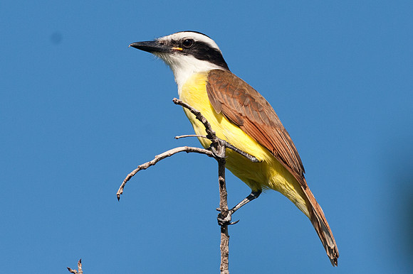 Great Kiskadee (Pitangus sulphuratus)